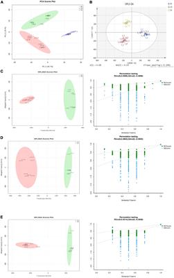 Ultraperformance liquid chromatography-quadrupole time-of-flight mass spectrometry based untargeted metabolomics to reveal the characteristics of Dictyophora rubrovolvata from different drying methods